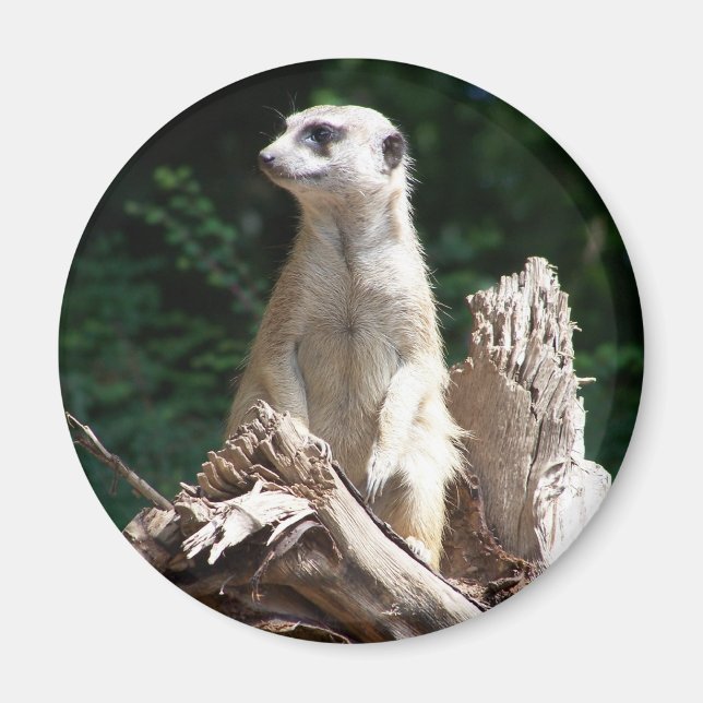 Aimant Erdmännchen (Devant)