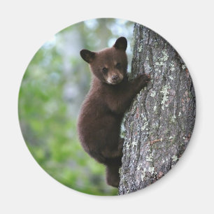 Aimant Escalade Bear Cub