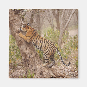 Aimant Escalade royale de Tigre du Bengale sur l'arbre