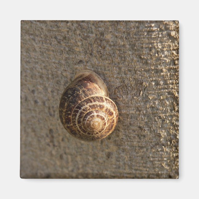 Aimant Escargot (Devant)