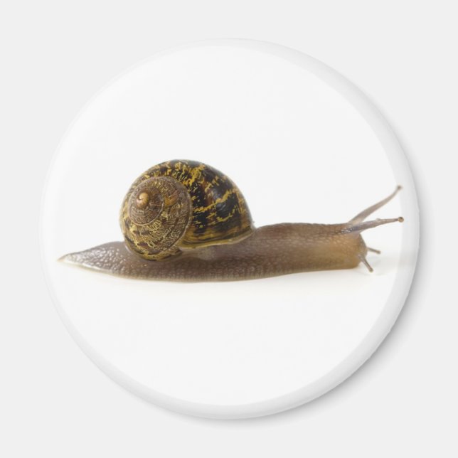Aimant escargot (Devant)