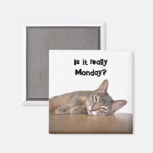 Aimant Est-Ce Vraiment Lundi ? Mème de chat Abyssinien dr
