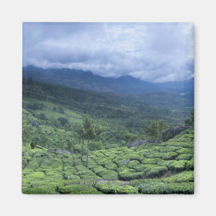 Aimant État Inde du Kerala de la plantation de thé 2