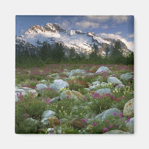 Aimant États-Unis, Alaska, Alsek-Tatshenshini Wilderness.