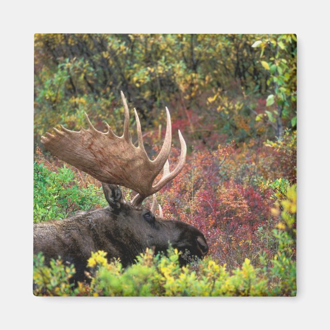 Aimant États-Unis, Alaska, Denali National Park, Bull Moo (Devant)