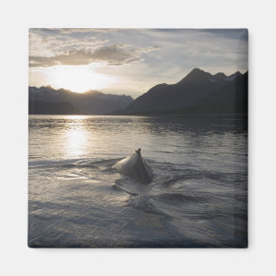 Aimant États-Unis, Alaska, Glacier Bay National Park,