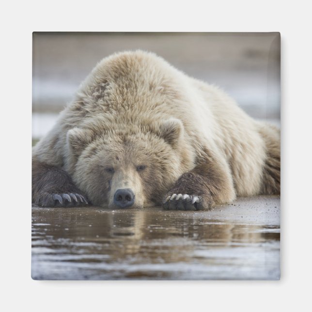 Aimant États-Unis, Alaska, Parc national de Katmai, Ours  (Devant)