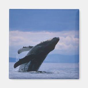 Aimant États-Unis, Alaska, Tongass National Forest, Bossu