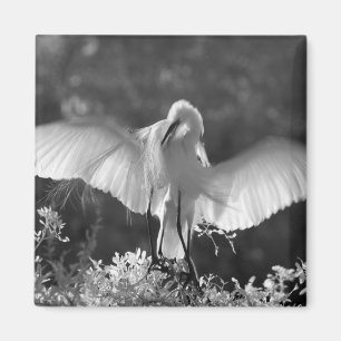 Aimant États-Unis, Floride, Grande Aigrette (Ardea alba)