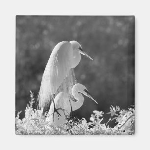 Aimant États-Unis, Floride, Grande Aigrette (Ardea alba)