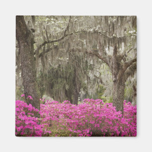 Aimant Etats-Unis, Géorgie, Savannah, Printemps de l'his