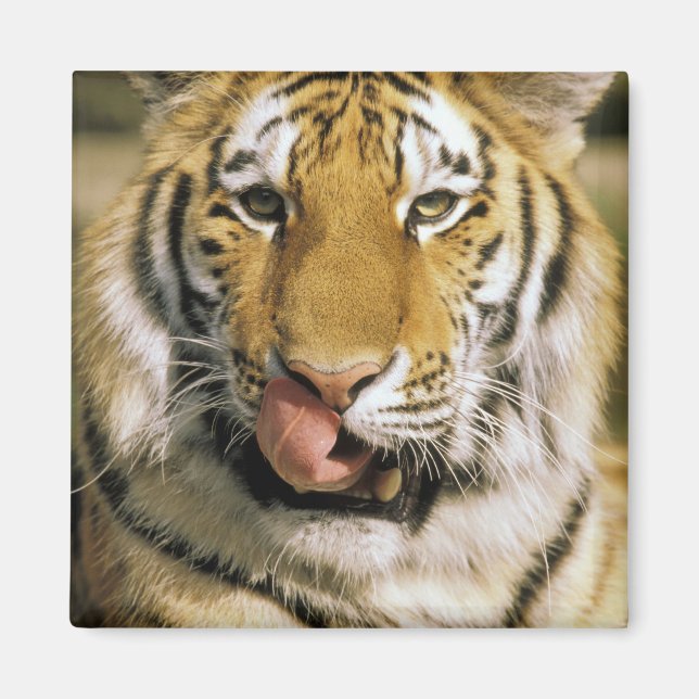 Aimant États-Unis, Michigan, Détroit. Zoo de Détroit, tig (Devant)