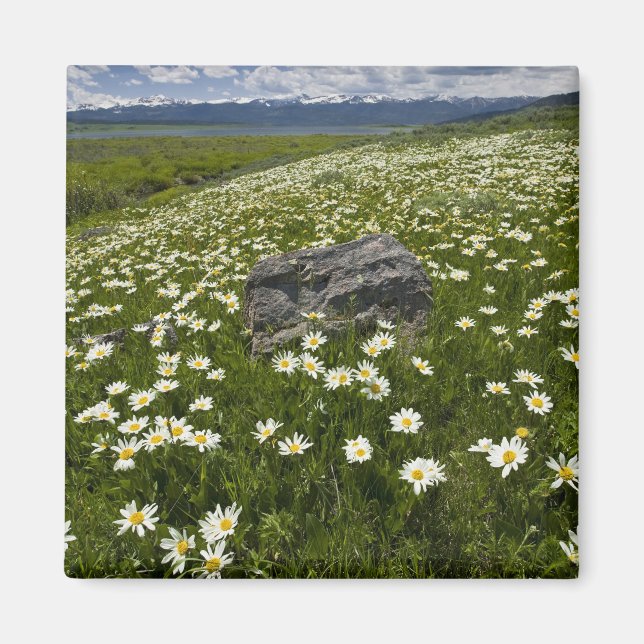 Aimant États-Unis, Montana, Fleur de marguerite sauvage d (Devant)