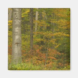 Aimant États-Unis, New Hampshire, Livermore, White Mounta