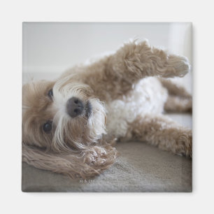 Aimant États-Unis, New York, New York, Brooklyn, Cockapoo