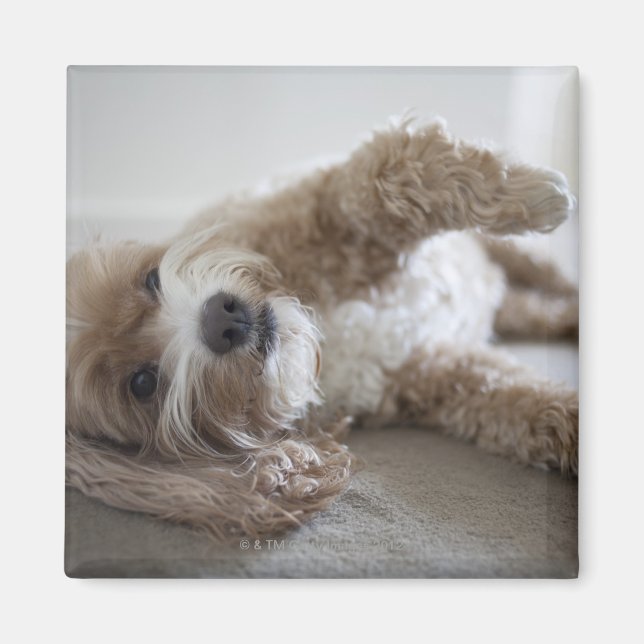 Aimant États-Unis, New York, New York, Brooklyn, Cockapoo (Devant)