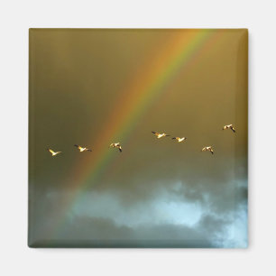 Aimant États-Unis, Nouveau-Mexique, Bosque del Apache Na