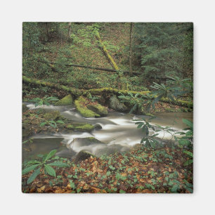 Aimant États-Unis, Tennessee. Big South Fork