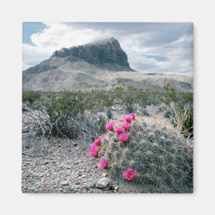 Aimant États-Unis, Texas, Big Bend National Park. Florais