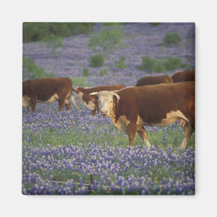 Aimant États-Unis, Texas, Texas Hill Country, Hereford