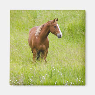 Aimant États-Unis, Washington, Cheval dans un champ print