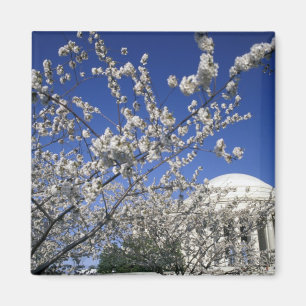 Aimant États-Unis, Washington DC. Festival des fleurs de