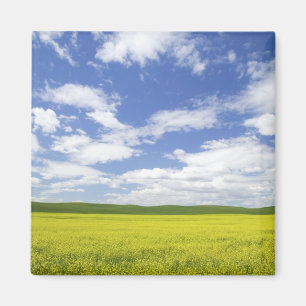 Aimant États-Unis, Washington, pays de Palouse, en fleurs
