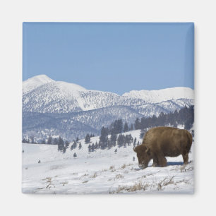 Aimant États-Unis, WY, Parc national de Yellowstone, Biso