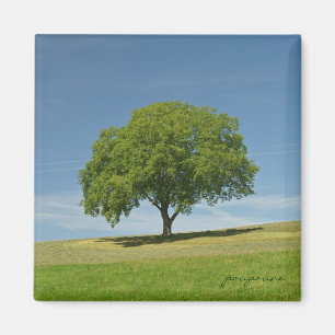 Aimant été