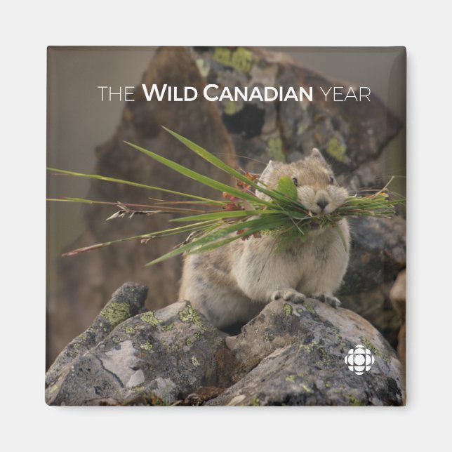 Aimant Été - American Pica (Devant)