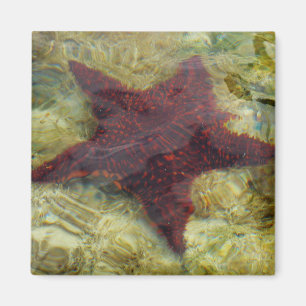 Aimant Étoile de mer sous-marine aux Bahamas
