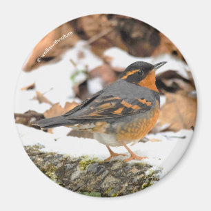 Aimant Étonnant oiseau-chanteur à Grive variée en hiver