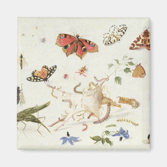 Aimant Étude des insectes et des fleurs (Devant)