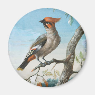 Aimant Étude d'oiseaux par George Edwards (1694-1773)
