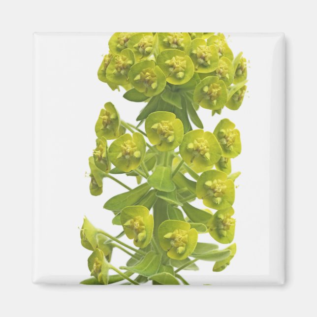Aimant Euphorbia (Devant)
