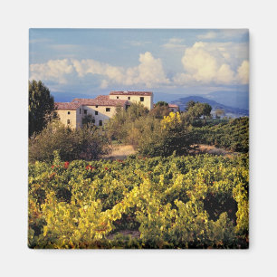 Aimant Europe, France, Bonnieux. Les vignobles couvrent l