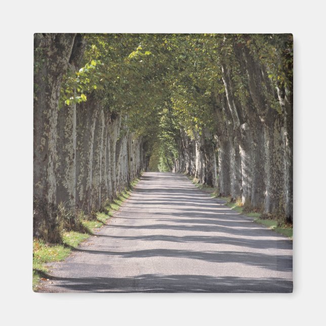Aimant Europe, France, Cereste. Des arbres bordent cette  (Devant)