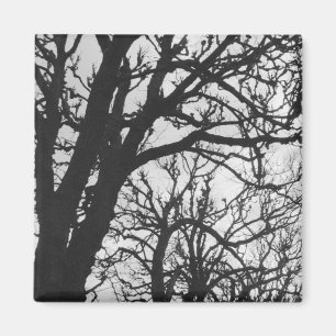 Aimant Europe, France, Paris. Les arbres d'hiver, Marco