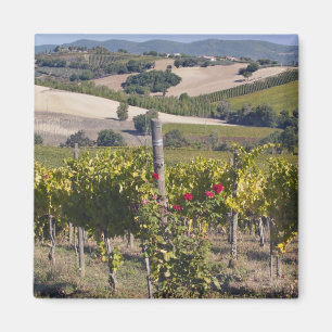 Aimant Europe, Italie, Ombrie, près de Montefalco, vignob