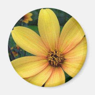 Aimant Évêque Of York de dahlia