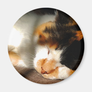 Aimant Exposer au soleil de chat de calicot