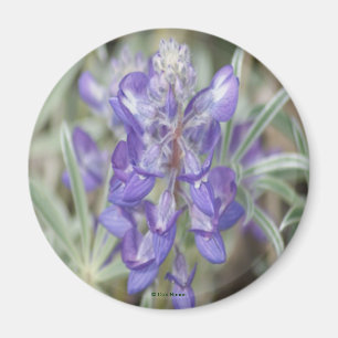 Aimant F18 Fleurs sauvages violettes lupin annuel
