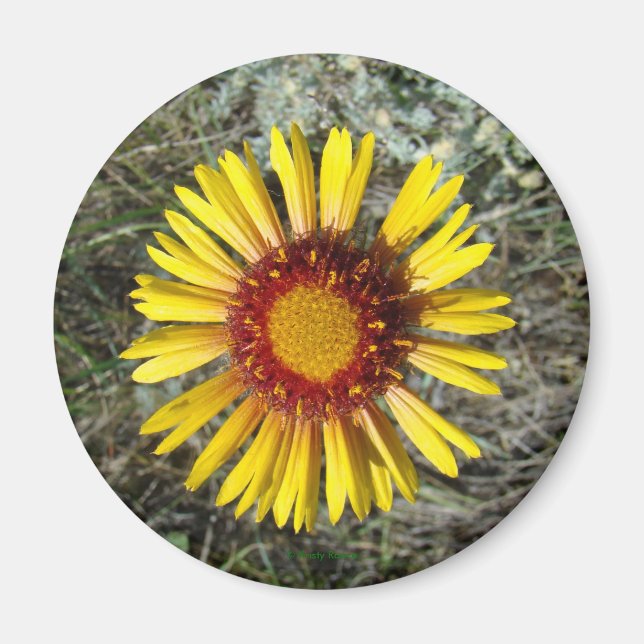 Aimant F1 Fleur sauvage jaune Gaillardia (Devant)