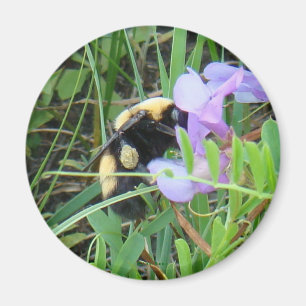 Aimant F2 Abeille sur Fleur Sauvage Violette