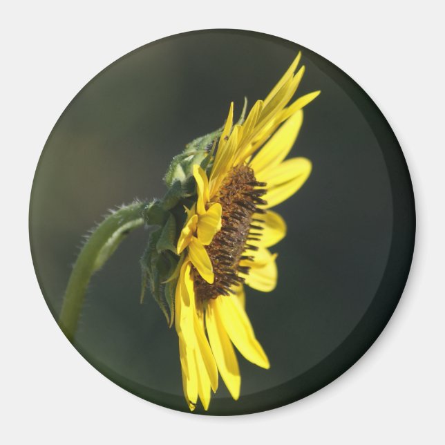 Aimant F43 Fleur sauvage jaune Susan aux yeux noirs (Devant)