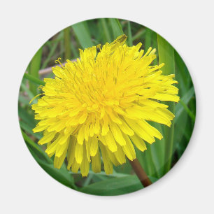 Aimant F45 Pissenlit "Taraxacum officinale"