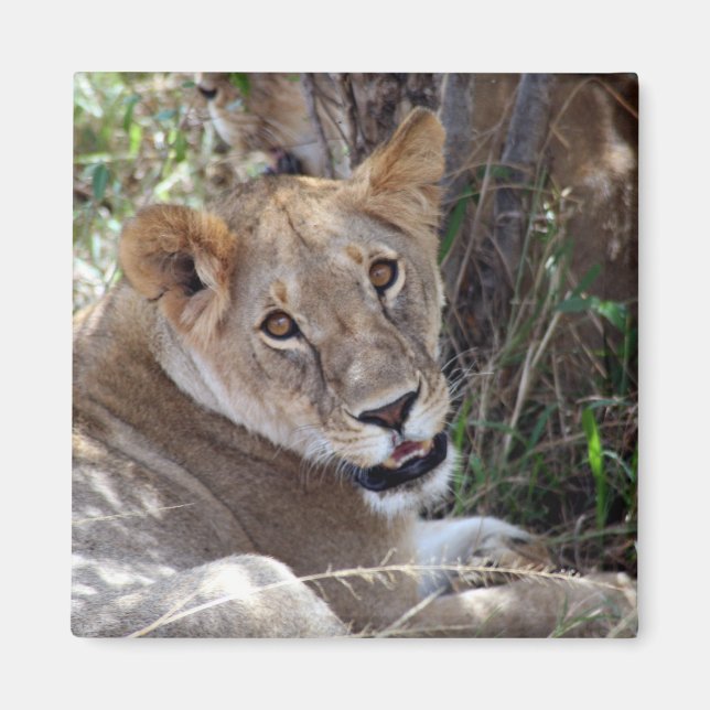 Aimant face de lion (Devant)