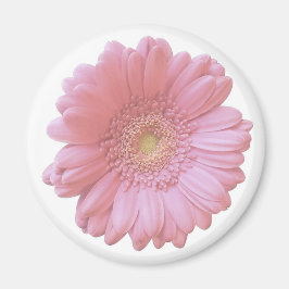 Aimant Faisée de gerbera rose pâle