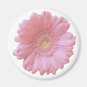 Aimant Faisée de gerbera rose pâle