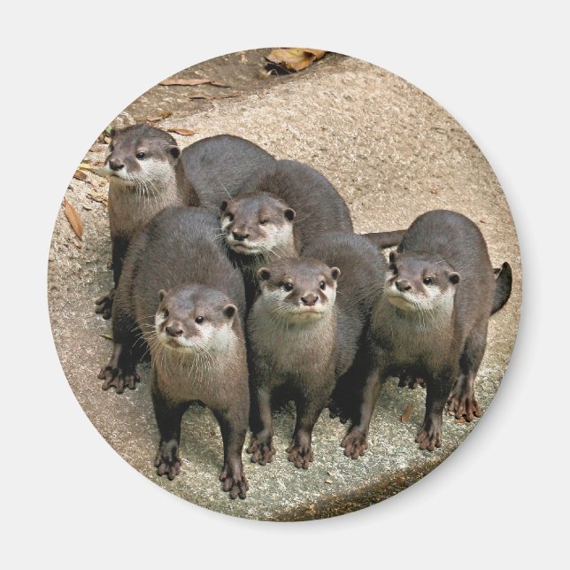 Aimant Famille adorable de Otter (Devant)